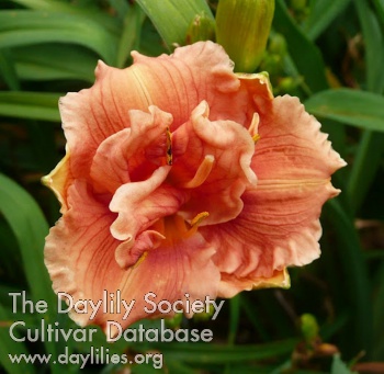 Daylily Tropical Delight